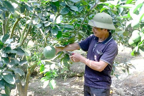 Phát triển cây ăn quả Kiểm soát quy hoạch, tránh cung vượt cầu