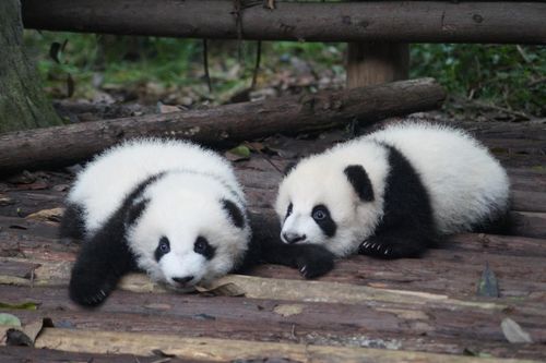 Vườn thú ở Nhật Bản đón gấu trúc sinh đôi