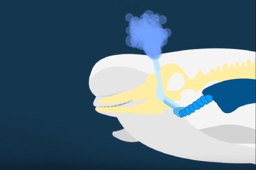 Có gì bên trong lỗ phun nước của cá voi?