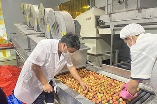 Đưa nông sản Việt Nam tiến sâu vào thị trường Nhật Bản