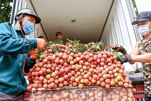 Vải thiều Việt Nam vào thị trường Đức