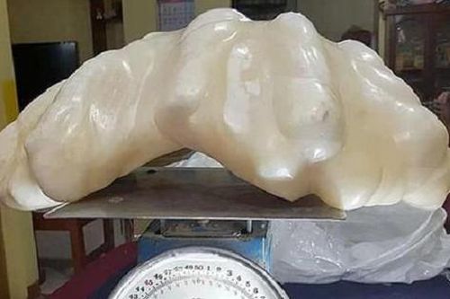 Ngư dân vứt báu vật siêu to khổng lồ vào gầm giường suốt 10 năm vì không biết giá trị