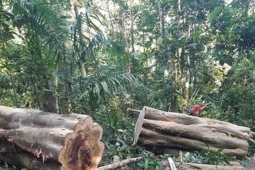 Lâm tặc đua nhau phá rừng ở huyện Kông Chro