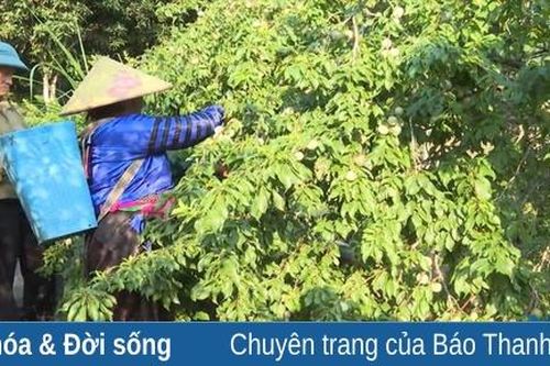 Để cây đào, cây mận ở Mường Lát mở hướng thoát nghèo cho đồng bào