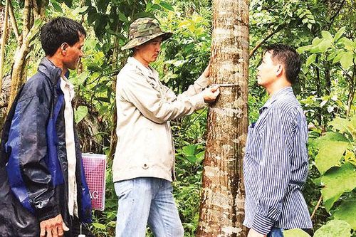 Giữ 'báu vật xanh' người Cor