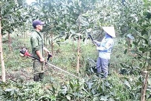 Yên Lập phát triển rừng cây gỗ lớn