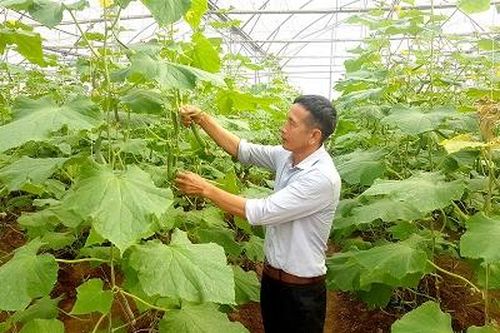 Ứng dụng công nghệ cao trong sản xuất nông nghiệp