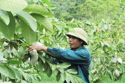 Ổi VietGAP phát huy giá trị trên vùng cao Con Cuông