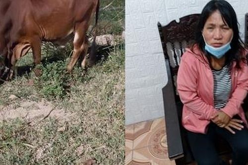 Bị 'tóm' khi đi trộm bò trong đêm