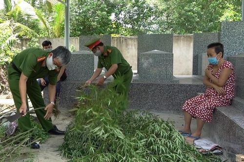 Người phụ nữ trồng 115 cây cần sa sau vườn