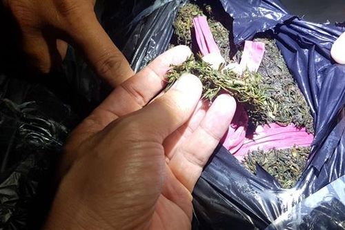 Thu giữ 20kg cần sa khô tập kết trên biên giới An Giang