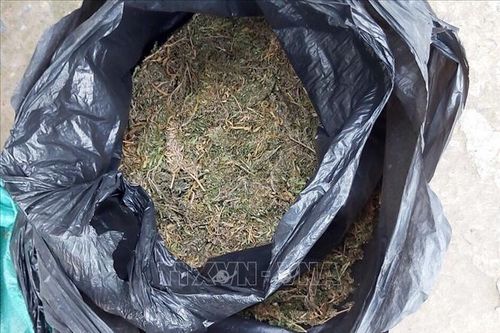 Thu giữ 20 kg nghi là cần sa khô vận chuyển qua biên giới