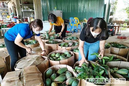 Trung tâm Khuyến công tỉnh kết nối tiêu thụ 7 tấn xoài cho nông dân