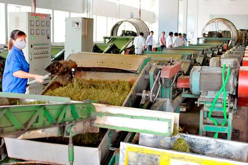 Tìm đầu ra cho sản phẩm chè trong mùa dịch