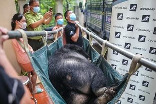 Giải cứu 3 cá thể gấu ngựa cuối cùng ở Lạng Sơn