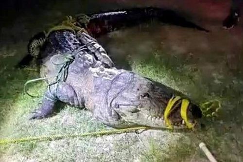Người phụ nữ bị cá sấu ăn thịt khi đang giặt quần áo bên sông