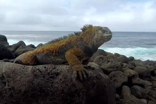 Loài cự đà biển được mệnh danh 'Godzilla thu nhỏ' ở Ecuador