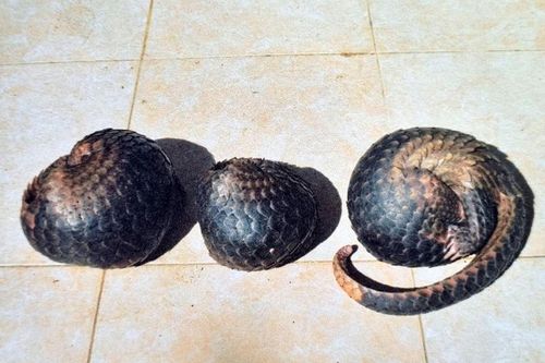 Vào rừng bắt tê tê, 2 người bị tạm giam
