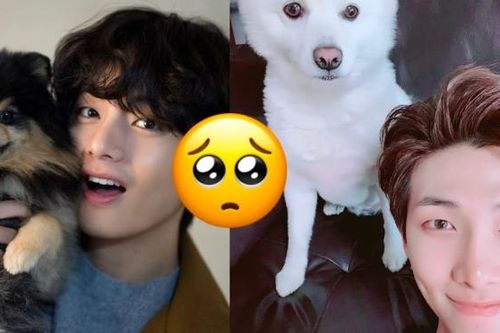 5 khoảnh khắc BTS và thú cưng 'đốn tim' ARMY