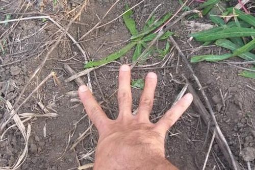 Xuất hiện đàn voi rừng ở huyện biên giới Gia Lai