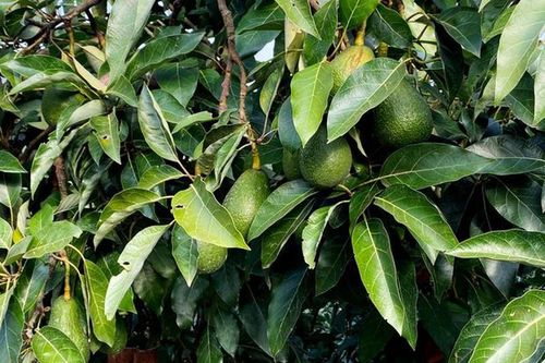 Bất ngờ loại quả 'rẻ bèo' ở Việt Nam, sang nước ngoài là 'vàng xanh'