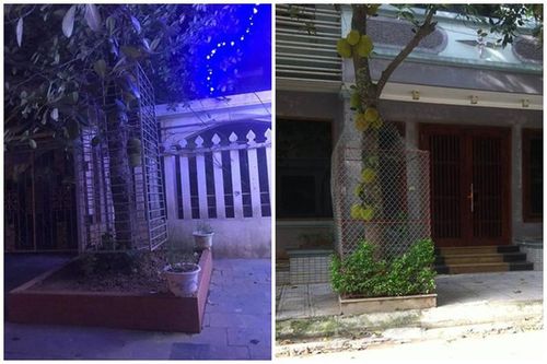 Tránh 'mít tặc', chủ nhà dùng 'độc chiêu' bảo vệ nhìn mà khóc thét