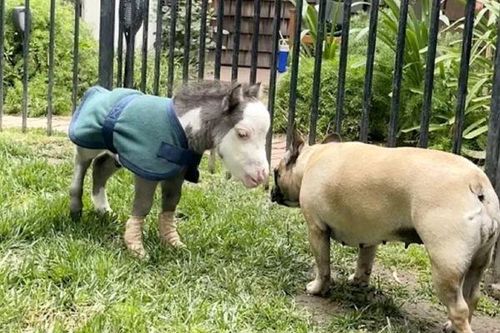 Chú ngựa nhỏ nhất thế giới chỉ nặng khoảng... 8,6 kg