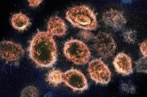 Cư dân Đông Á cách đây 20.000 năm từng nhiễm virus corona?