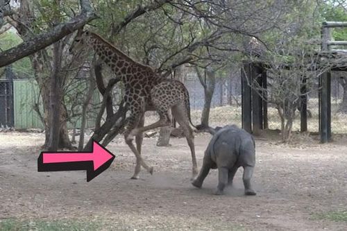 Tê giác con 'cà khịa' hươu cao cổ và cái kết 'đắng ngắt'