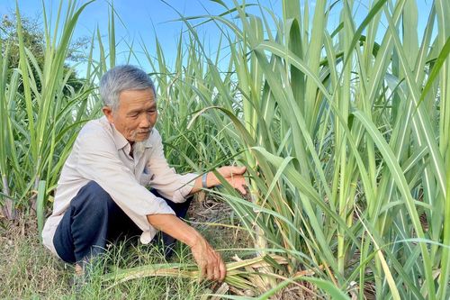 Đời mía... đời người