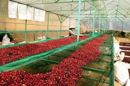 Tập trung các giải pháp để triển khai đề án xây dựng vùng cà phê đặc sản