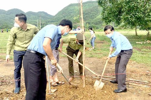Hàm Yên phấn đấu trồng mới 450 ha rừng tập trung