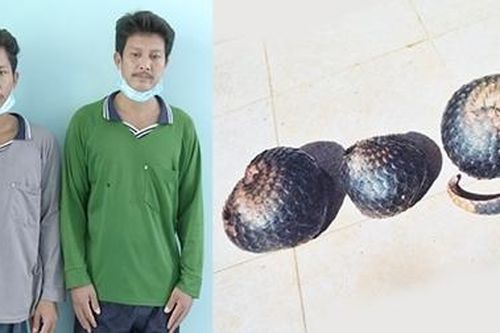 Dắt chó vào rừng săn tê tê