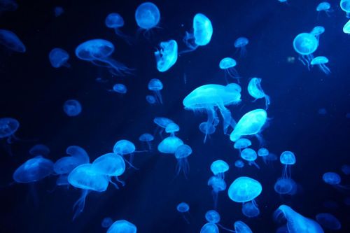 Loài động vật có nọc độc mạnh nhất thế giới