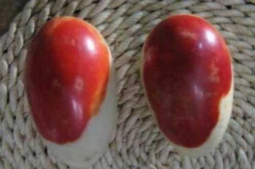 Lão nông lên núi lấy măng vô tình đào trúng hai quả 'trứng máu', chuyên gia định giá lên tới 2,8 tỷ đồng