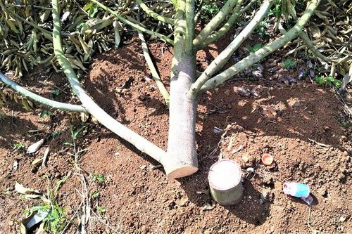 Chặt phá vườn sầu riêng ở Đắk Lắk gây thiệt hại nặng