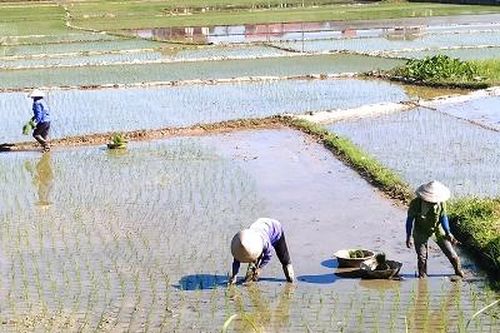 Toàn tỉnh gieo cấy được hơn 9.000 ha lúa mùa