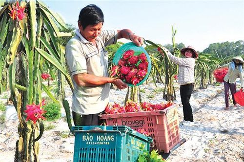 Khơi dậy tiềm năng, lợi thế, quyết liệt hành động để tạo đột phá kinh tế