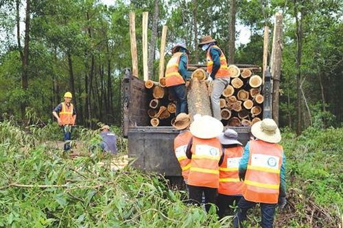 Thế mạnh phát triển ngành công nghiệp chế biến gỗ