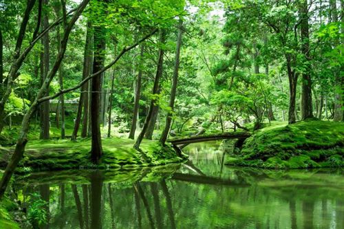 Ngôi đền rêu nổi tiếng ở Nhật Bản