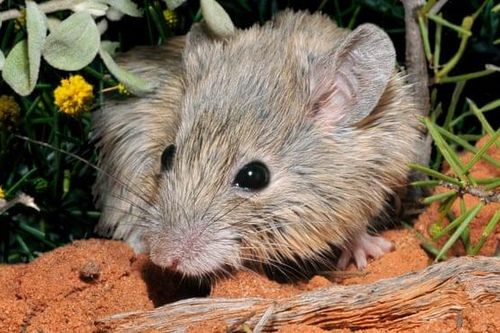 Phát hiện loài chuột tưởng đã tuyệt chủng một thế kỷ trước ở Australia