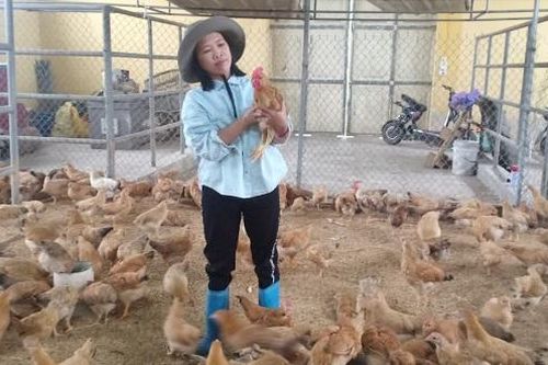Thiếu nguồn cung, giá gia cầm tăng