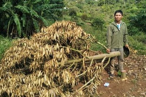 Hàng trăm cây sầu riêng chuẩn bị cho thu hoạch bị kẻ gian triệt hạ