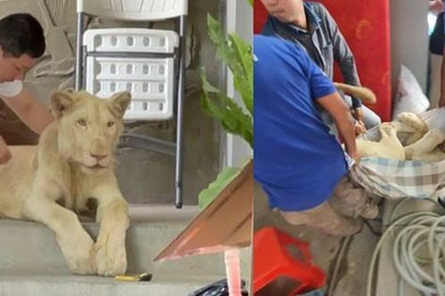 Phát hiện sư tử bị nuôi trái phép, đến nơi các nhân viên sững sờ trước điểm bất thường của nó