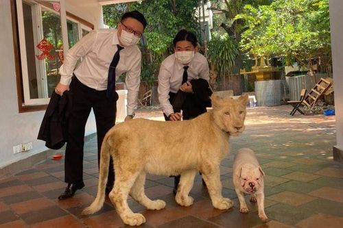Nuôi sư tử tại nhà ở Phnom Penh, người đàn ông bị phạt 30.000 USD