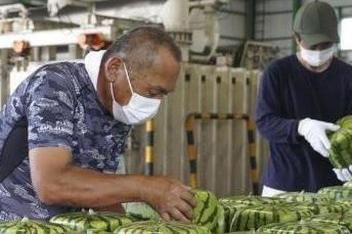 Nhật Bản vào mùa thu hoạch dưa hấu vuông