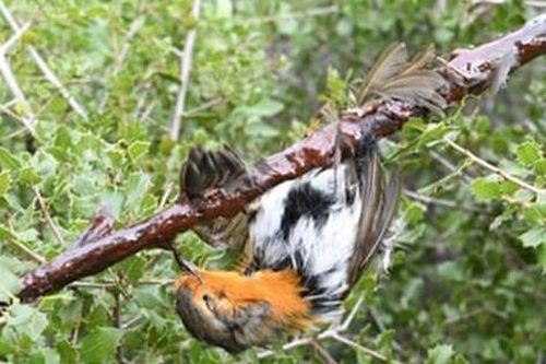 Pháp: Cấm hành vi bẫy chim bằng keo dính