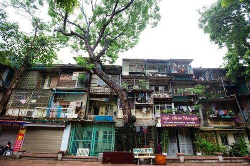Kỳ lạ kiến trúc cây mọc xuyên nhà tại khu tập thể cũ ở Hà Nội