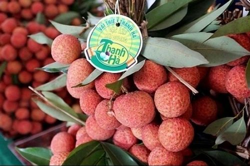 Có 'ngọn hải đăng' EVFTA chỉ đường, vải thiều Việt ùn ùn vào EU