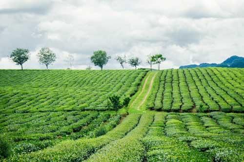 Ngắm những đồi chè đẹp thơ mộng trên cao nguyên Mộc Châu